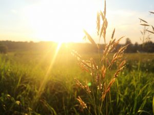 gras met zon buiten